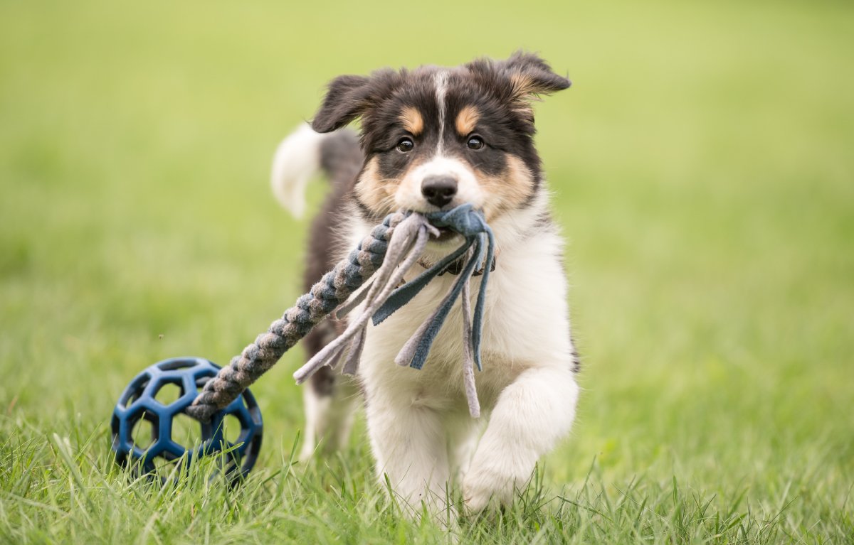 การเลือกกิจกรรมเล่นที่เหมาะสมกับสุนัขของคุณ การเลือกกิจกรรมเล่นที่เหมาะสมกับสุนัขของคุณ