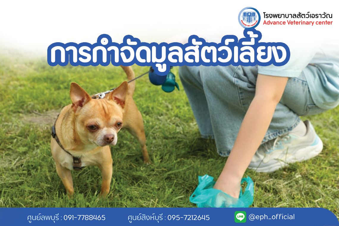 การกำจัดมูลสัตว์เลี้ยง | โรงพยาบาลสัตว์เอราวัณ