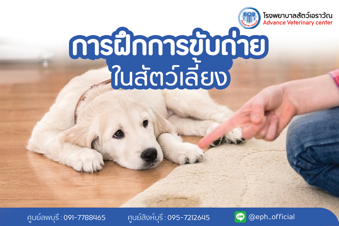 โรงพยาบาลสัตว์เอราวัณ (Erawan Pet Hospital) โรงพยาบาลสัตว์เอราวัณ (Erawan Pet Hospital)