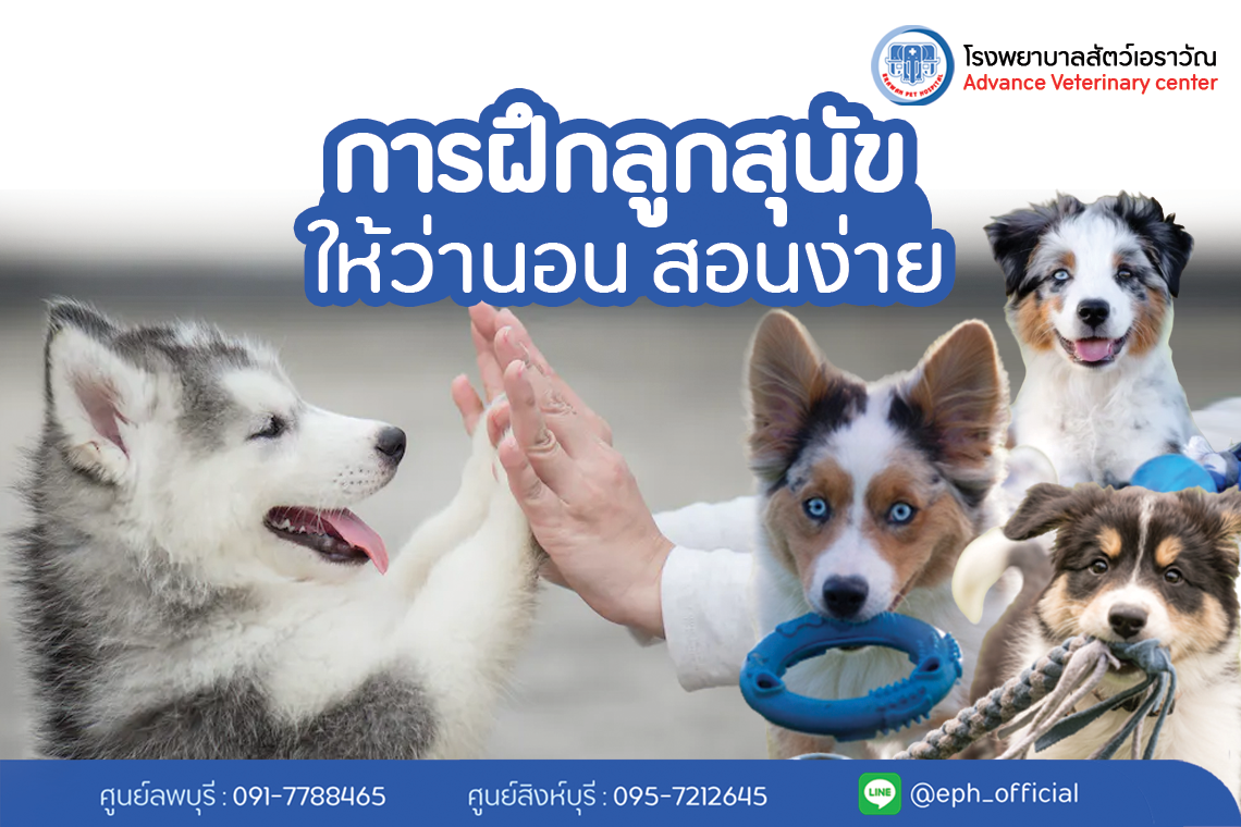 โรงพยาบาลสัตว์เอราวัณ (Erawan Pet Hospital)