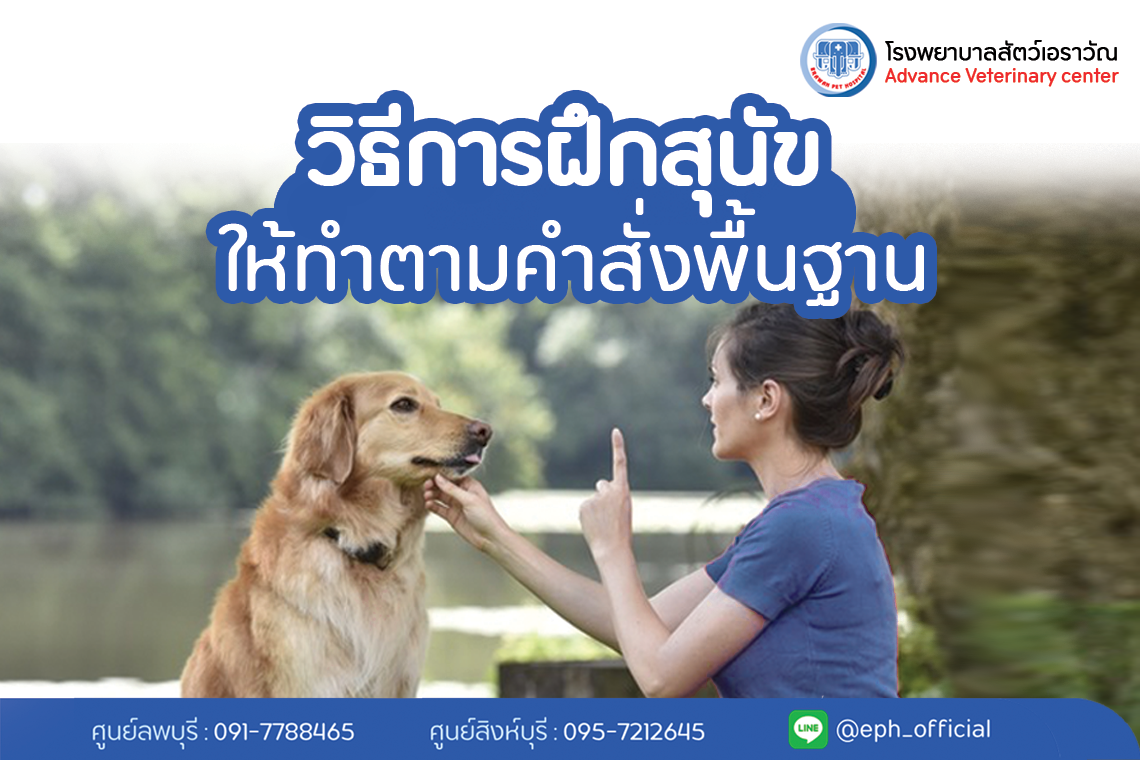 เคล็ดลับการฝึกสุนัขให้เชื่อฟังคำสั่ง | โรงพยาบาลสัตว์เอราวัณ