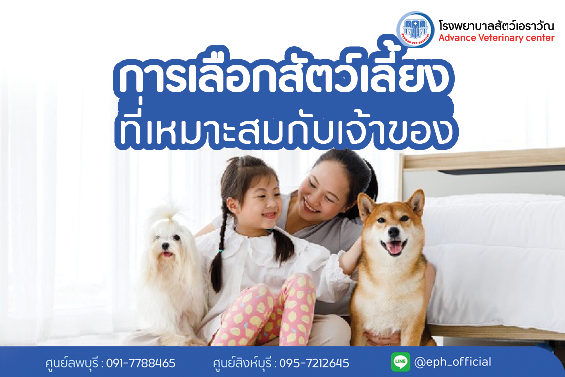 โรงพยาบาลสัตว์เอราวัณ (Erawan Pet Hospital) โรงพยาบาลสัตว์เอราวัณ (Erawan Pet Hospital)