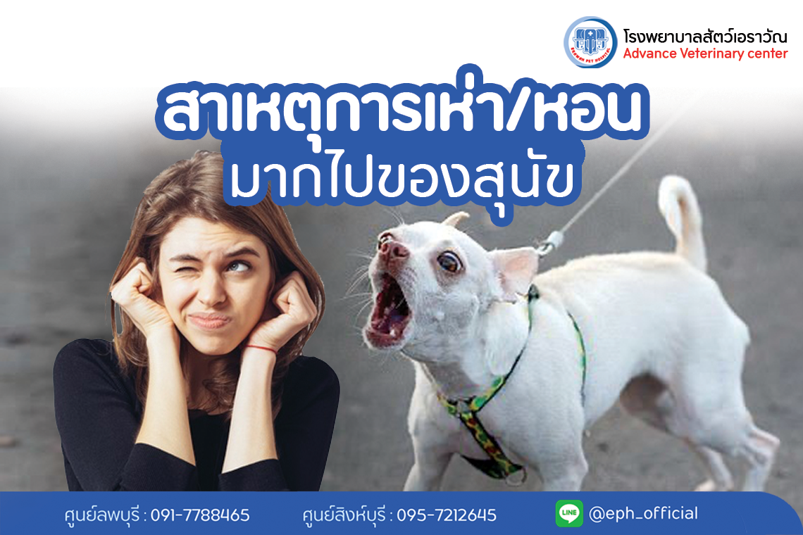 สาเหตุการเห่าหรือหอนมากไปของสุนัข  | โรงพยาบาลสัตว์เอราวัณ