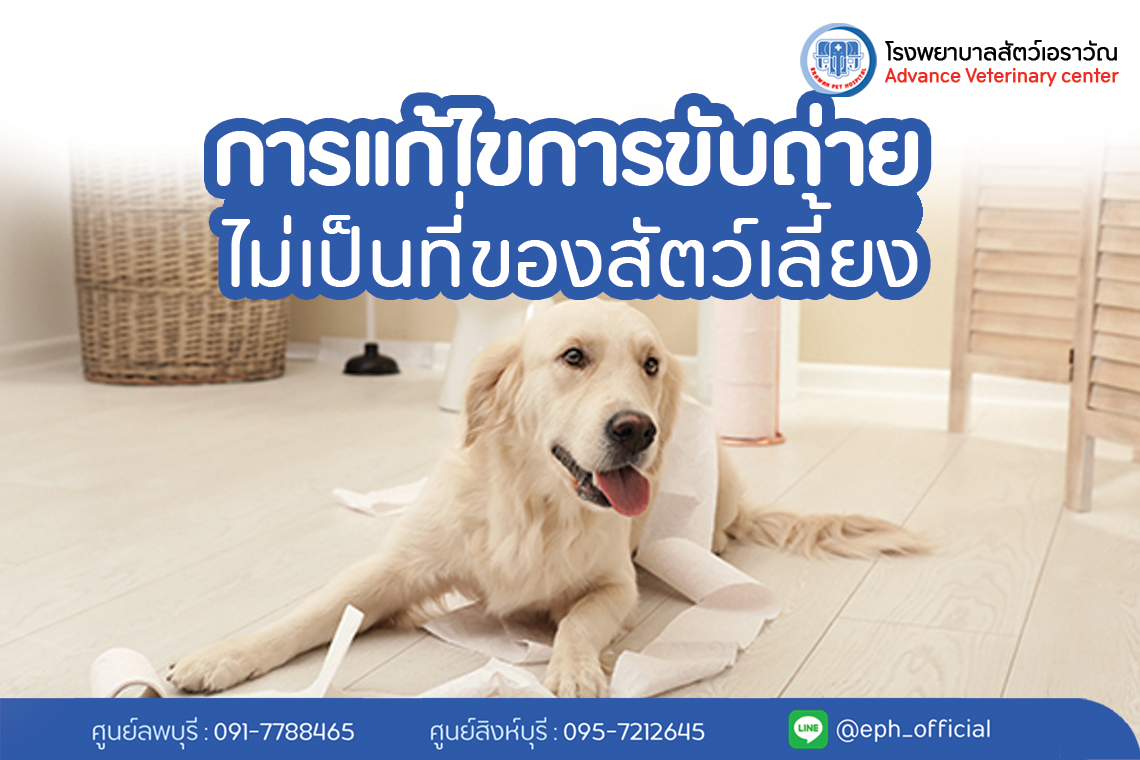 โรงพยาบาลสัตว์เอราวัณ (Erawan Pet Hospital)