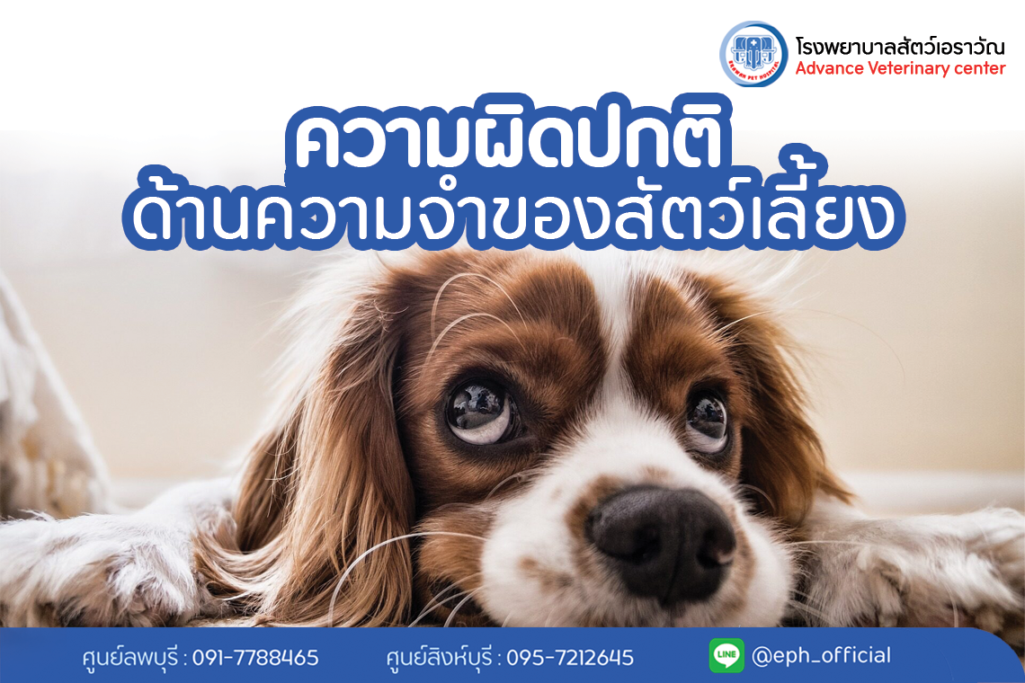 ความผิดปกติด้านความจำของสัตว์เลี้ยง | โรงพยาบาลสัตว์เอราวัณ