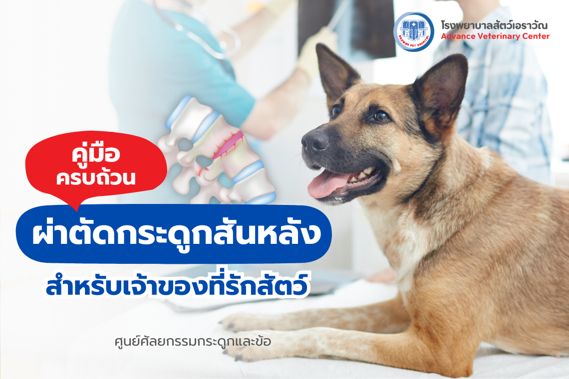 โรงพยาบาลสัตว์เอราวัณ (Erawan Pet Hospital)