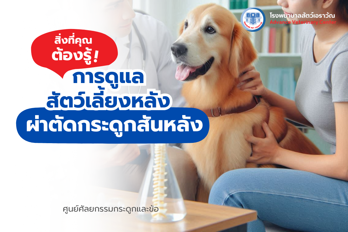 โรงพยาบาลสัตว์เอราวัณ (Erawan Pet Hospital)