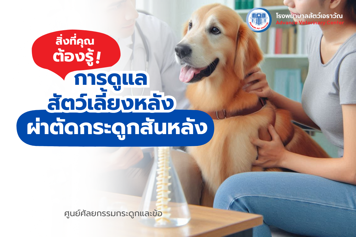 โรงพยาบาลสัตว์เอราวัณ (Erawan Pet Hospital) โรงพยาบาลสัตว์เอราวัณ (Erawan Pet Hospital)