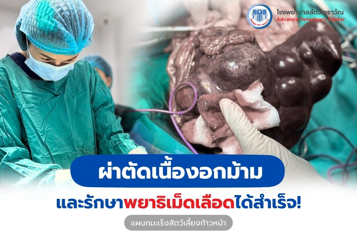 ผ่าตัดเนื้องอกม้ามและรักษาพยาธิเม็ดเลือดได้สำเร็จ