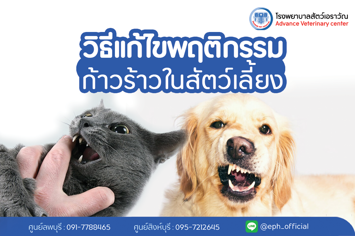 วิธีแก้ไขพฤติกรรมก้าวร้าวในสัตว์เลี้ยง | โรงพยาบาลสัตว์เอราวัณ