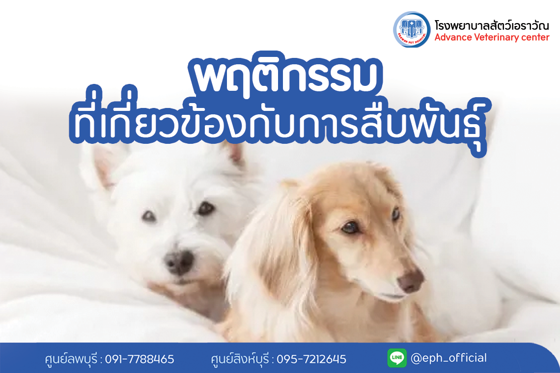 พฤติกรรมที่เกี่ยวข้องกับการสืบพันธุ์ในสัตว์เลี้ยง | โรงพยาบาลสัตว์เอราวัณ