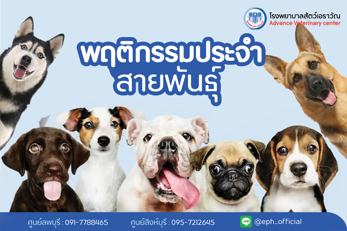 โรงพยาบาลสัตว์เอราวัณ (Erawan Pet Hospital)