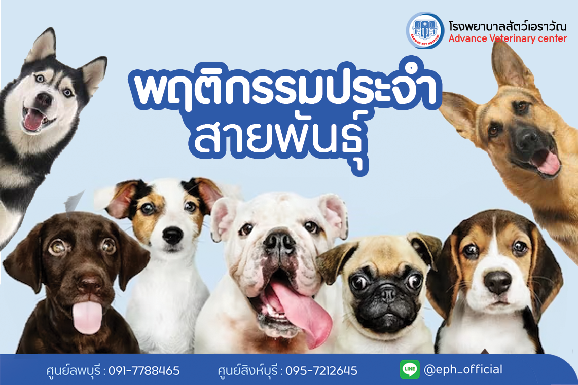 โรงพยาบาลสัตว์เอราวัณ (Erawan Pet Hospital) โรงพยาบาลสัตว์เอราวัณ (Erawan Pet Hospital)