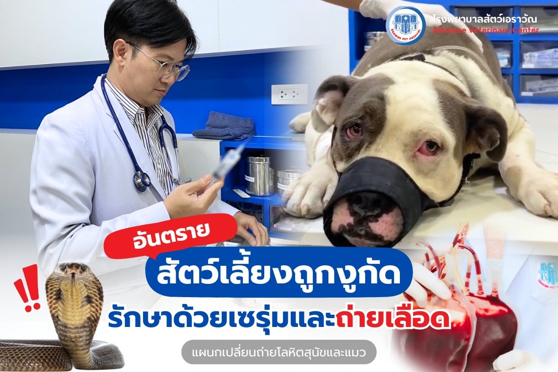 สัตว์เลี้ยงถูกงูกัด: รักษาด้วยเซรุ่มและถ่ายเลือด
