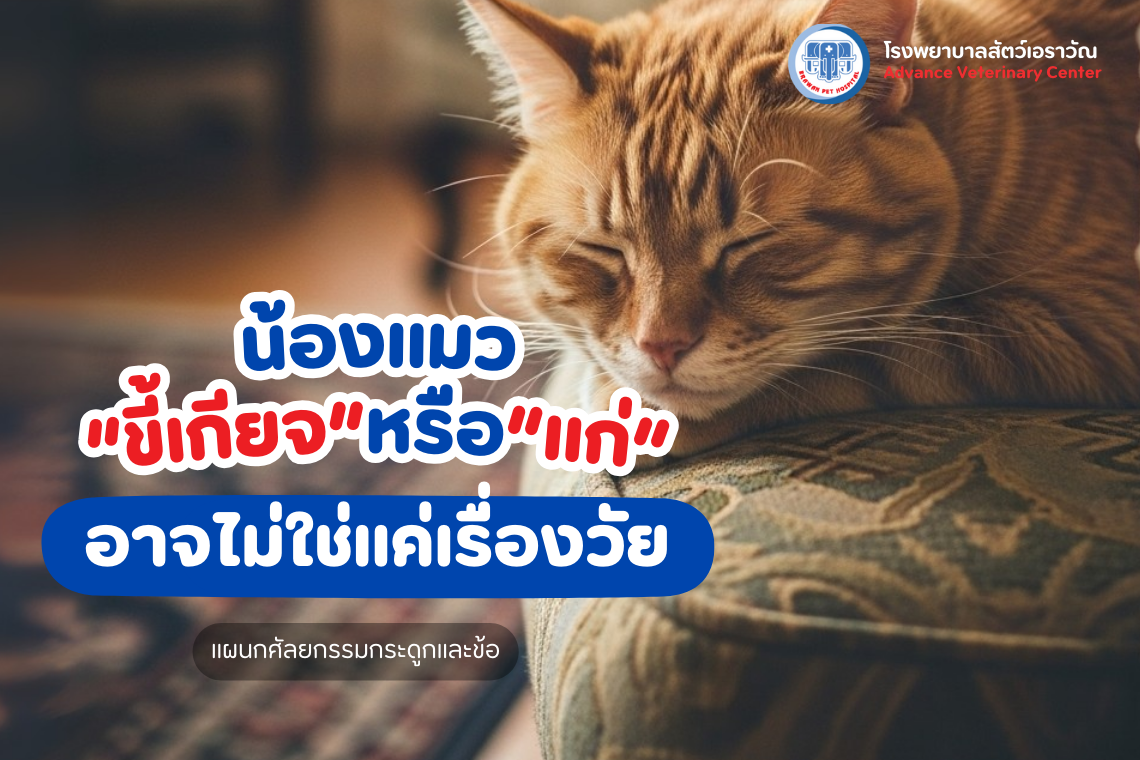 แมวไม่ซน เดินน้อย เสี่ยงโรคข้อเสื่อม ปัญหากระดูกซ่อนอยู่ แมวไม่ซน เดินน้อย เสี่ยงโรคข้อเสื่อม ปัญหากระดูกซ่อนอยู่