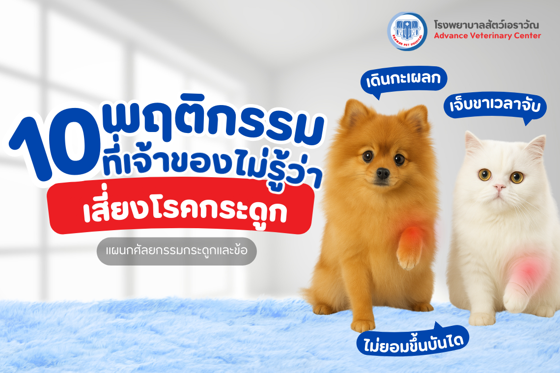 10 พฤติกรรมที่เจ้าของไม่รู้ว่าเสี่ยงโรคกระดูกในสัตว์เลี้ยง  10 พฤติกรรมที่เจ้าของไม่รู้ว่าเสี่ยงโรคกระดูกในสัตว์เลี้ยง