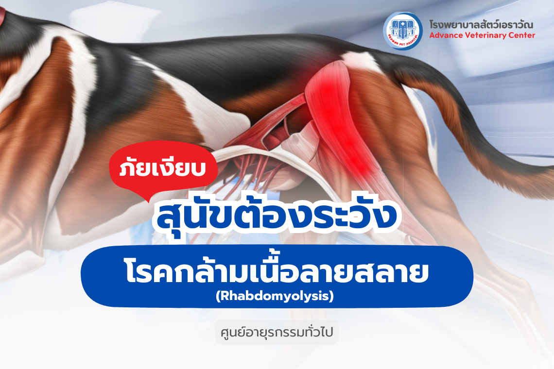 โรคกล้ามเนื้อลายสลาย ภัยเงียบในสุนัขที่ต้องระวัง โรคกล้ามเนื้อลายสลาย ภัยเงียบในสุนัขที่ต้องระวัง