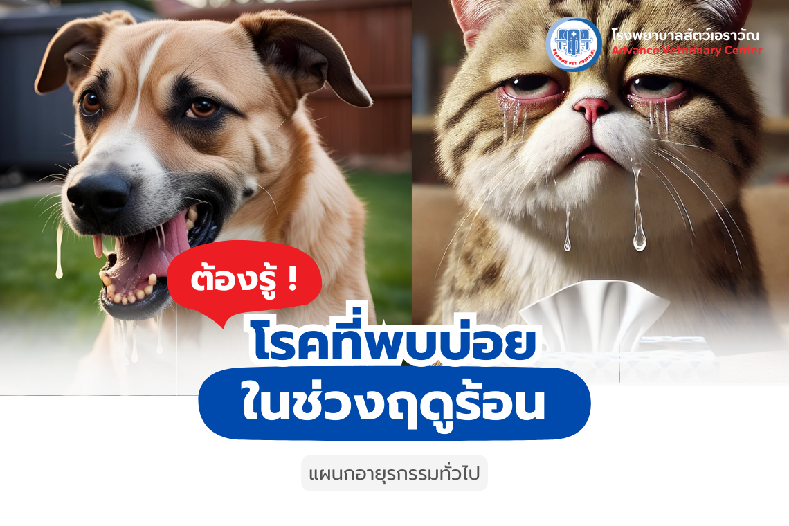 Common Pet Diseases During Summer: Keep Them Safe from Harmful Illnesses Common Pet Diseases During Summer: Keep Them Safe from Harmful Illnesses