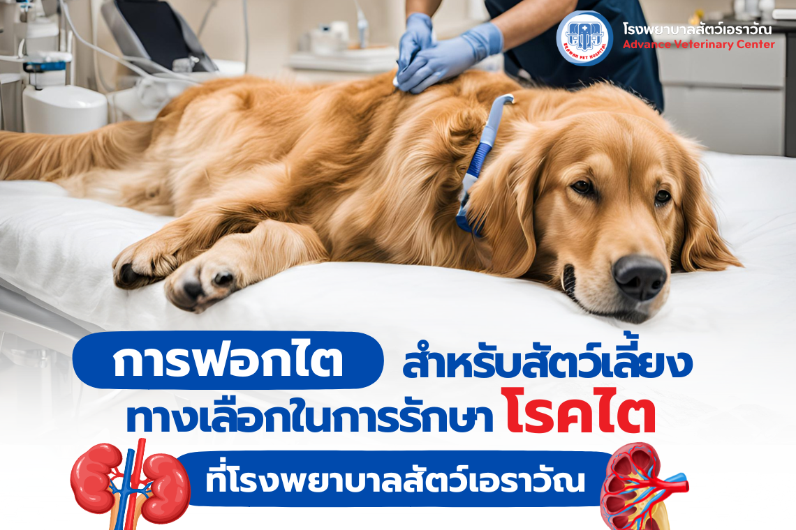 การฟอกไตสำหรับสัตว์เลี้ยง ทางเลือกในการรักษาโรคไตที่โรงพยาบาลสัตว์เอราวัณ  การฟอกไตสำหรับสัตว์เลี้ยง ทางเลือกในการรักษาโรคไตที่โรงพยาบาลสัตว์เอราวัณ