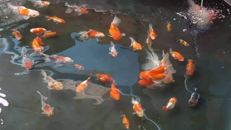 การเลี้ยงปลา หรือสัตว์น้ำในบ่อพลาสติก LDPE การเลี้ยงปลา หรือสัตว์น้ำในบ่อพลาสติก LDPE