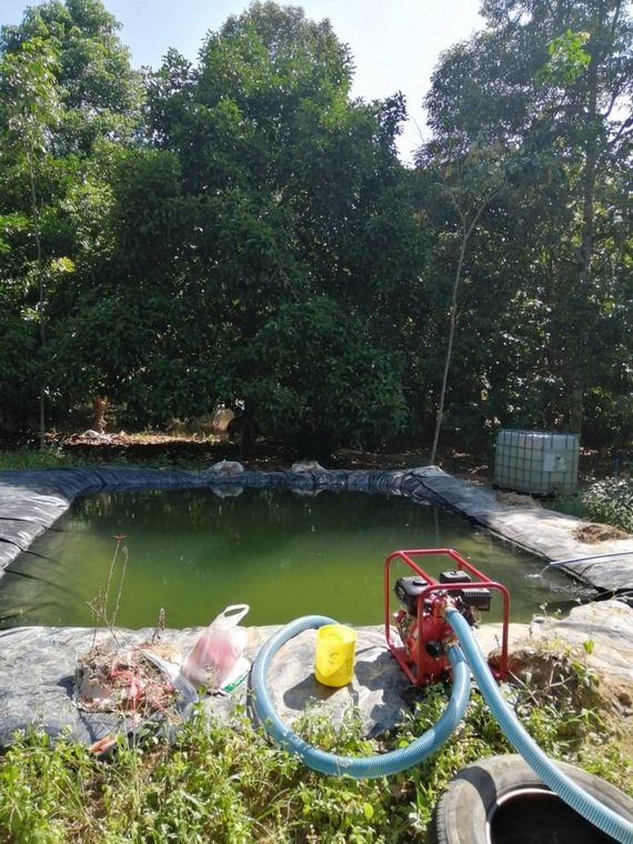 บ่อพักน้ำที่อยู่กลางแจ้ง หรือตามร่องสวน ใต้ต้นไม้ขนาดใหญ่ บ่อพักน้ำที่อยู่กลางแจ้ง หรือตามร่องสวน ใต้ต้นไม้ขนาดใหญ่