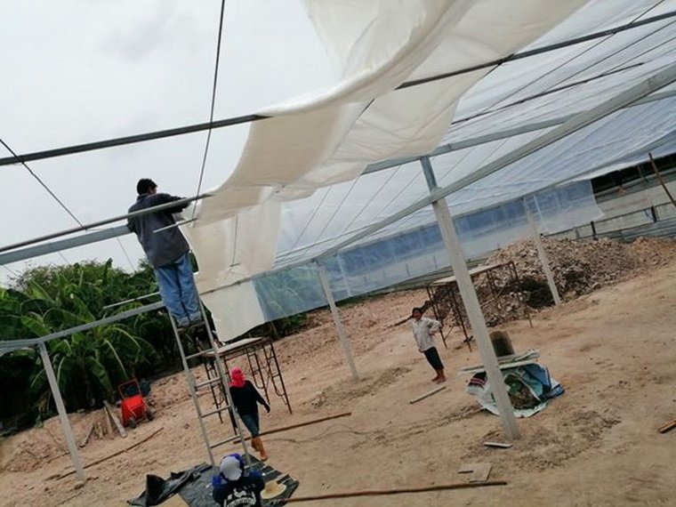 พลาสติก LLDPE ใสขุ่น ตัดตามขนาดใช้งานเพื่อติดตั้งหลังคา พลาสติก LLDPE ใสขุ่น ตัดตามขนาดใช้งานเพื่อติดตั้งหลังคา