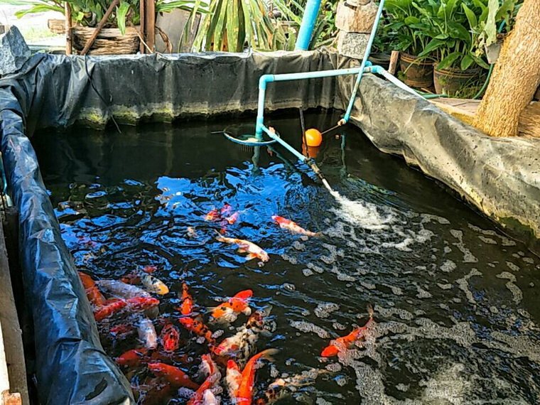 บ่อปูนเดิมรั่ว ปูทับด้วยพลาสติก LDPE แบบผืน เพื่อใช้งานต่อ บ่อปูนเดิมรั่ว ปูทับด้วยพลาสติก LDPE แบบผืน เพื่อใช้งานต่อ