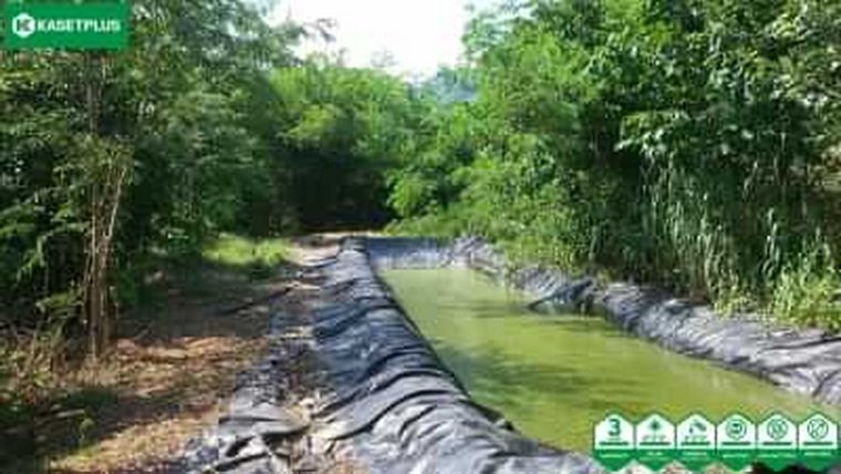 !!! พลาสติก LDPE/LLDPE ปูบ่อน้ำ ไม่ได้ทำให้น้ำเสีย !!! !!! พลาสติก LDPE/LLDPE ปูบ่อน้ำ ไม่ได้ทำให้น้ำเสีย !!!