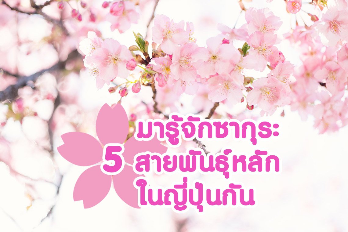 มารู้จักดอกซากุระ 5 สายพันธุ์หลักในญี่ปุ่นกัน !