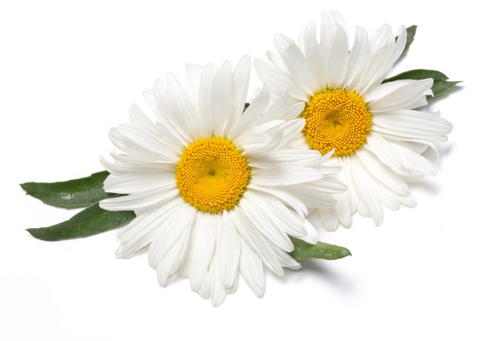คาโมมายล์ (Chamomile Extract) คาโมมายล์ (Chamomile Extract)