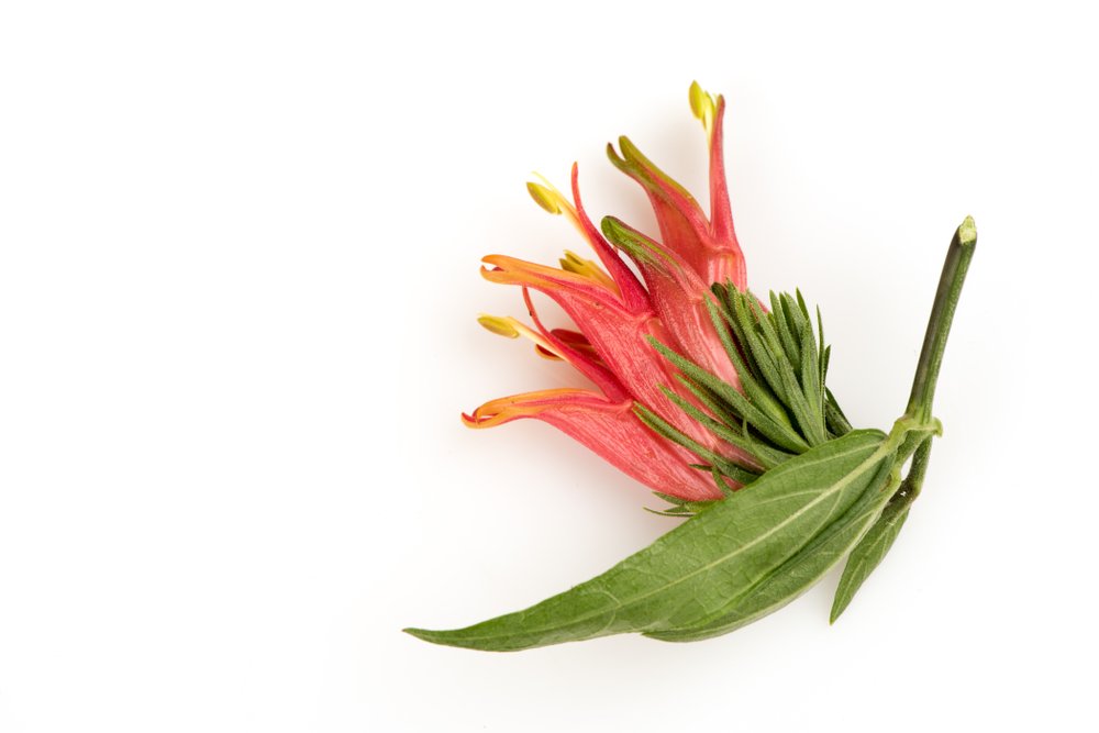 ต้นพญายอ ต้นพญายอ