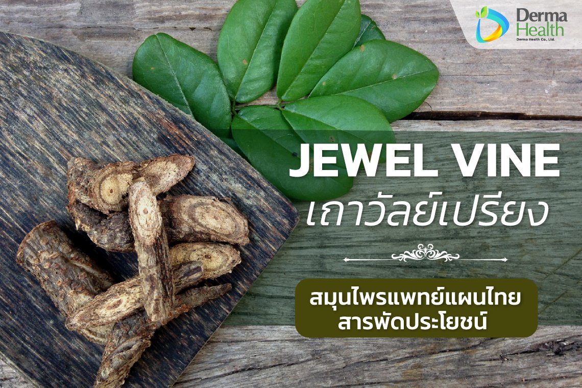 Jewel Vine (เถาวัลย์เปรียง) สารพัดประโยชน์