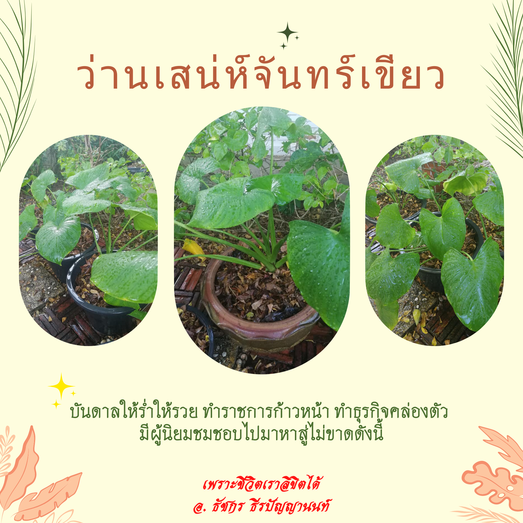 ว่านเสน่ห์จันทร์เขียว ว่านเสน่ห์จันทร์เขียว