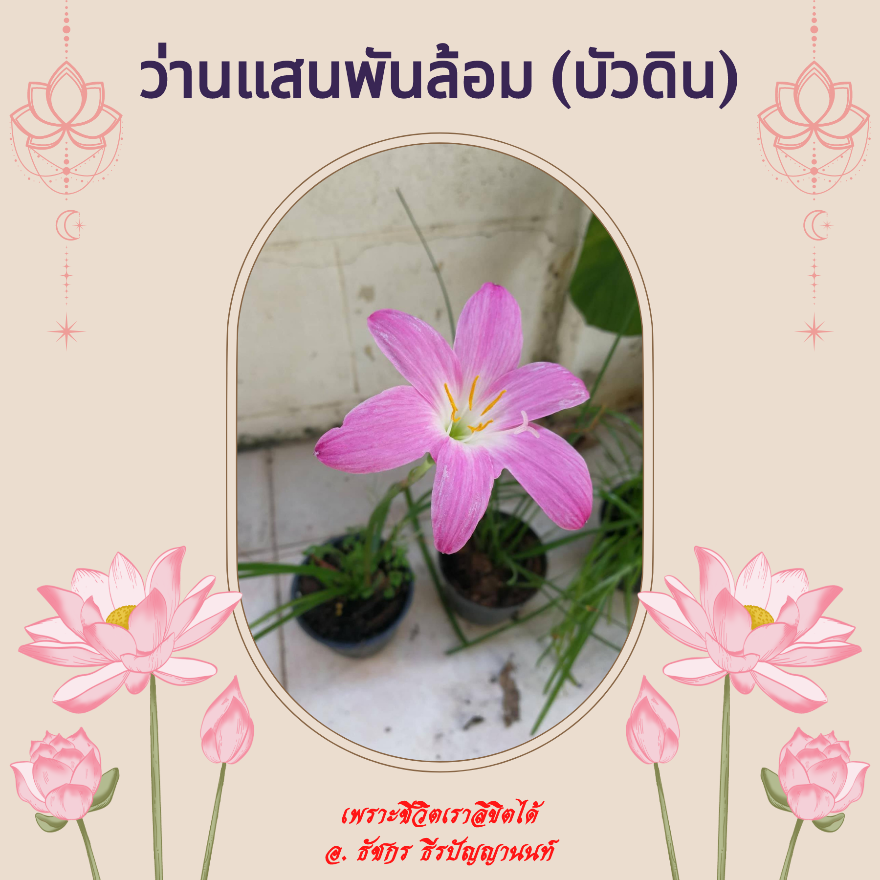 ว่านแสนพันล้อม (บัวดิน) ว่านแสนพันล้อม (บัวดิน)