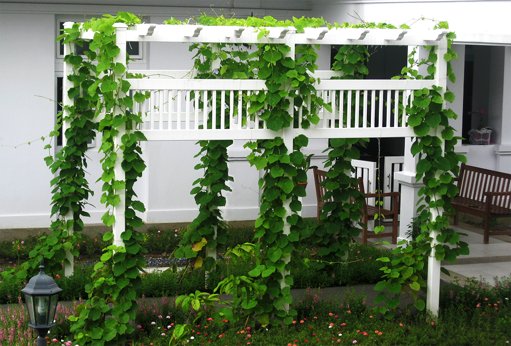 ซุ้มระแนงไม้เลื้อย ซุ้มระแนงไม้เลื้อย