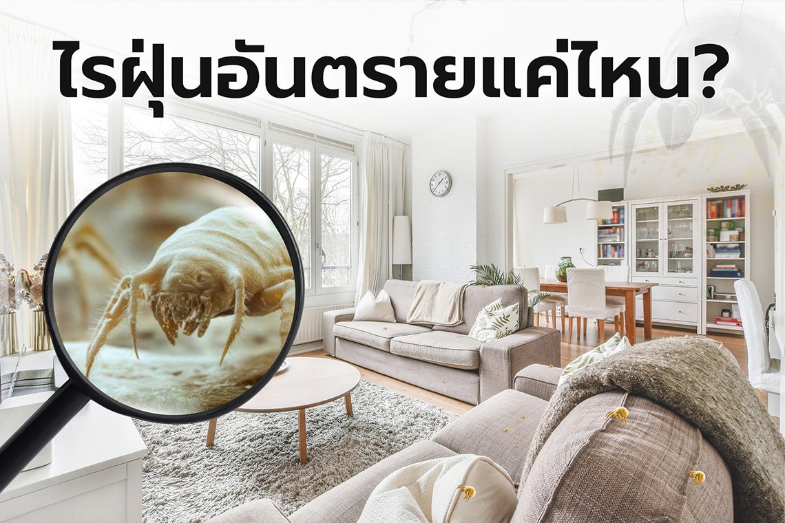 บริการกำจัดไรฝุ่น