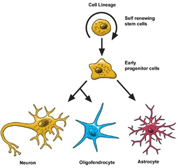 สเต็มเซลล์ (Stem Cell) คือ อะไร (What is Stem Cell ?) สเต็มเซลล์ (Stem Cell) คือ อะไร (What is Stem Cell ?)