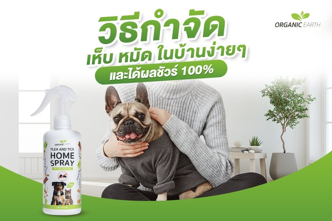 How to get rid of fleas and ticks in the house easily and 100% sure.