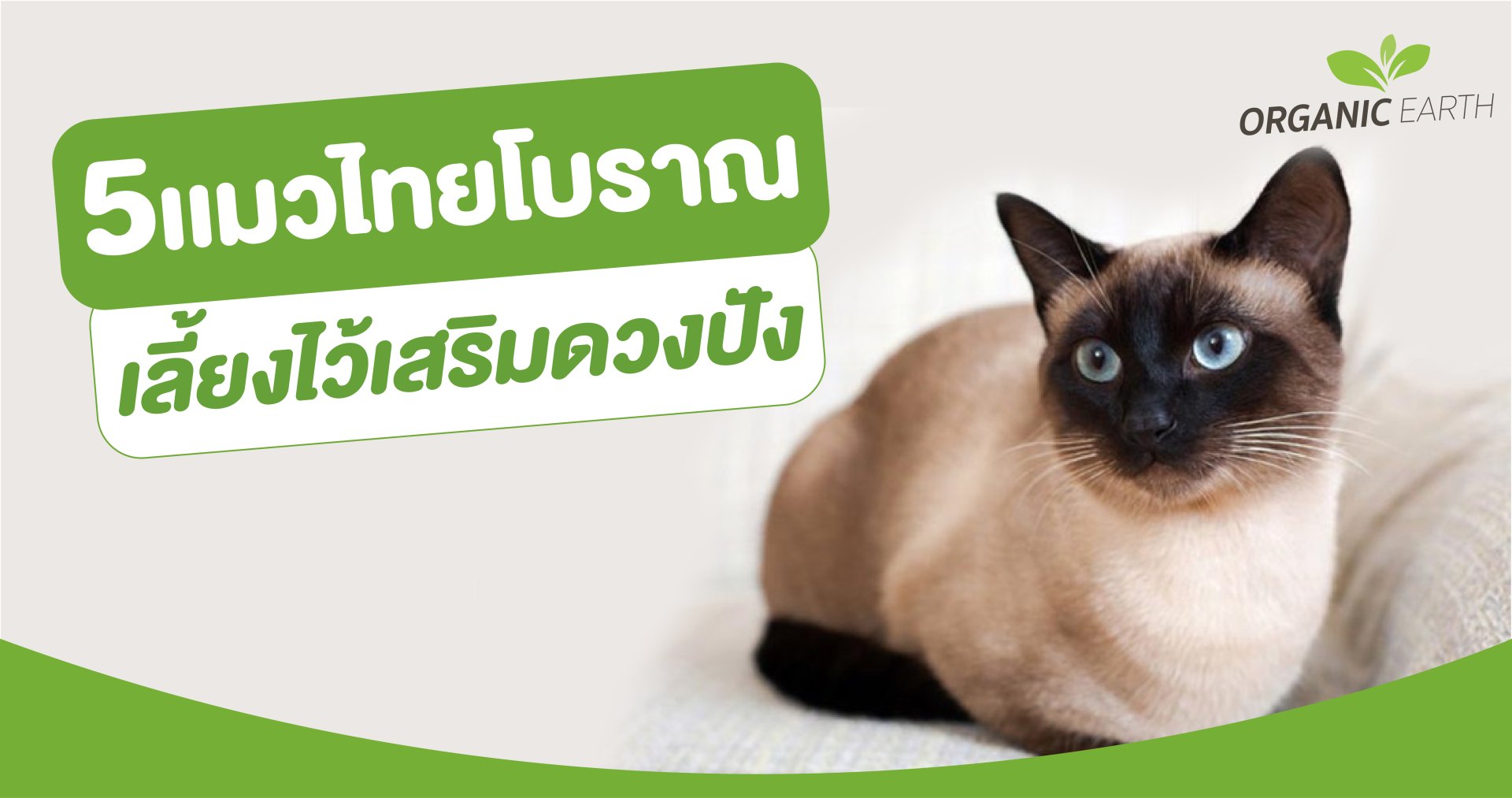 5 ancient Thai cats, raised to enhance their fortune