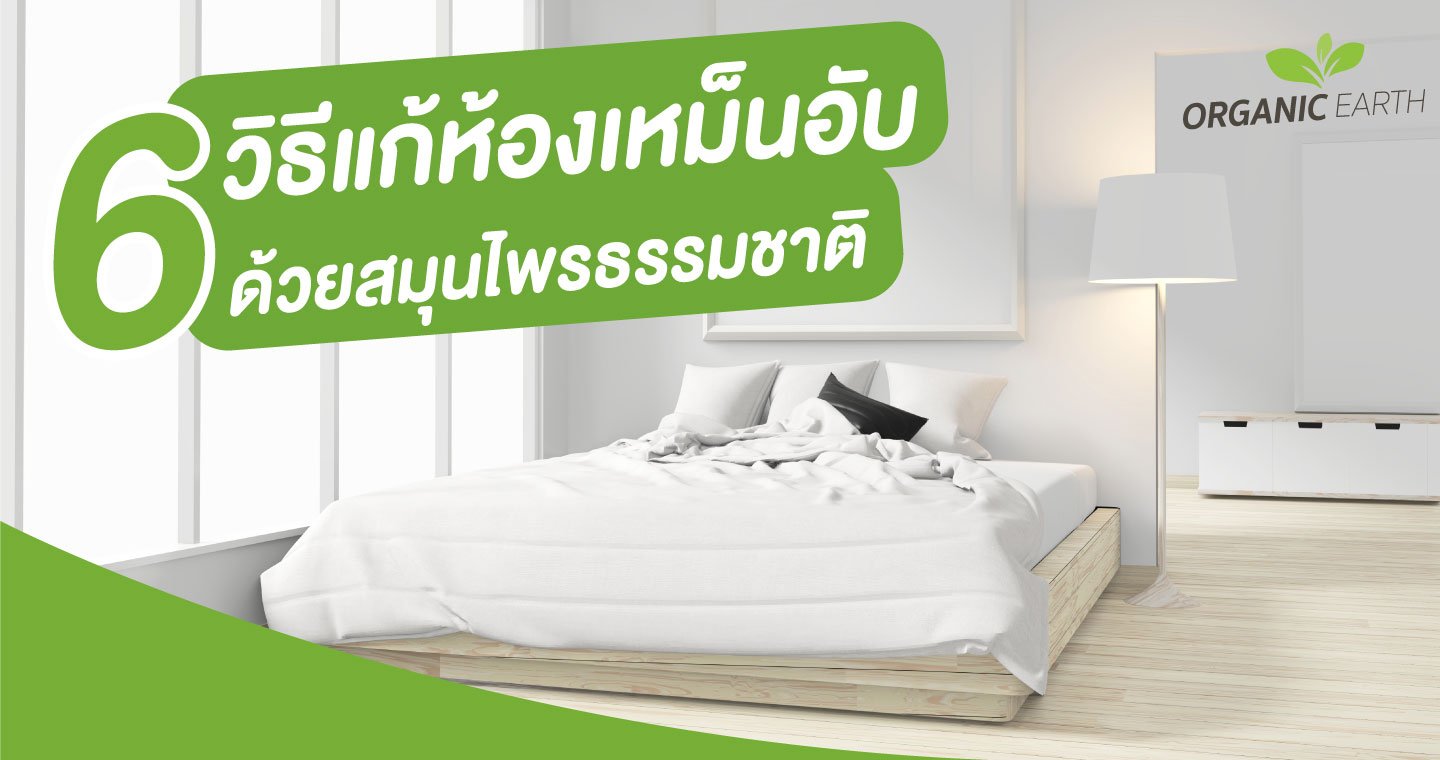 6 วิธีแก้ห้องเหม็นอับด้วยสมุนไพร ธรรมชาติ