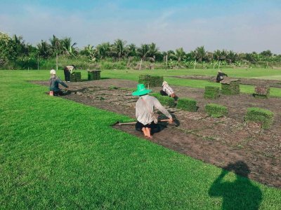 มารู้จัก หญ้านวลน้อย กันเถอะ มารู้จัก หญ้านวลน้อย กันเถอะ