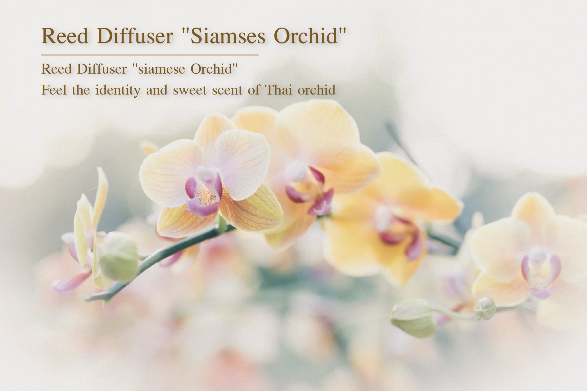 Reed Diffuser "siamese Orchid" Feel the identity and sweet scent of Thai orchid. Reed Diffuser "siamese Orchid" Feel the identity and sweet scent of Thai orchid.