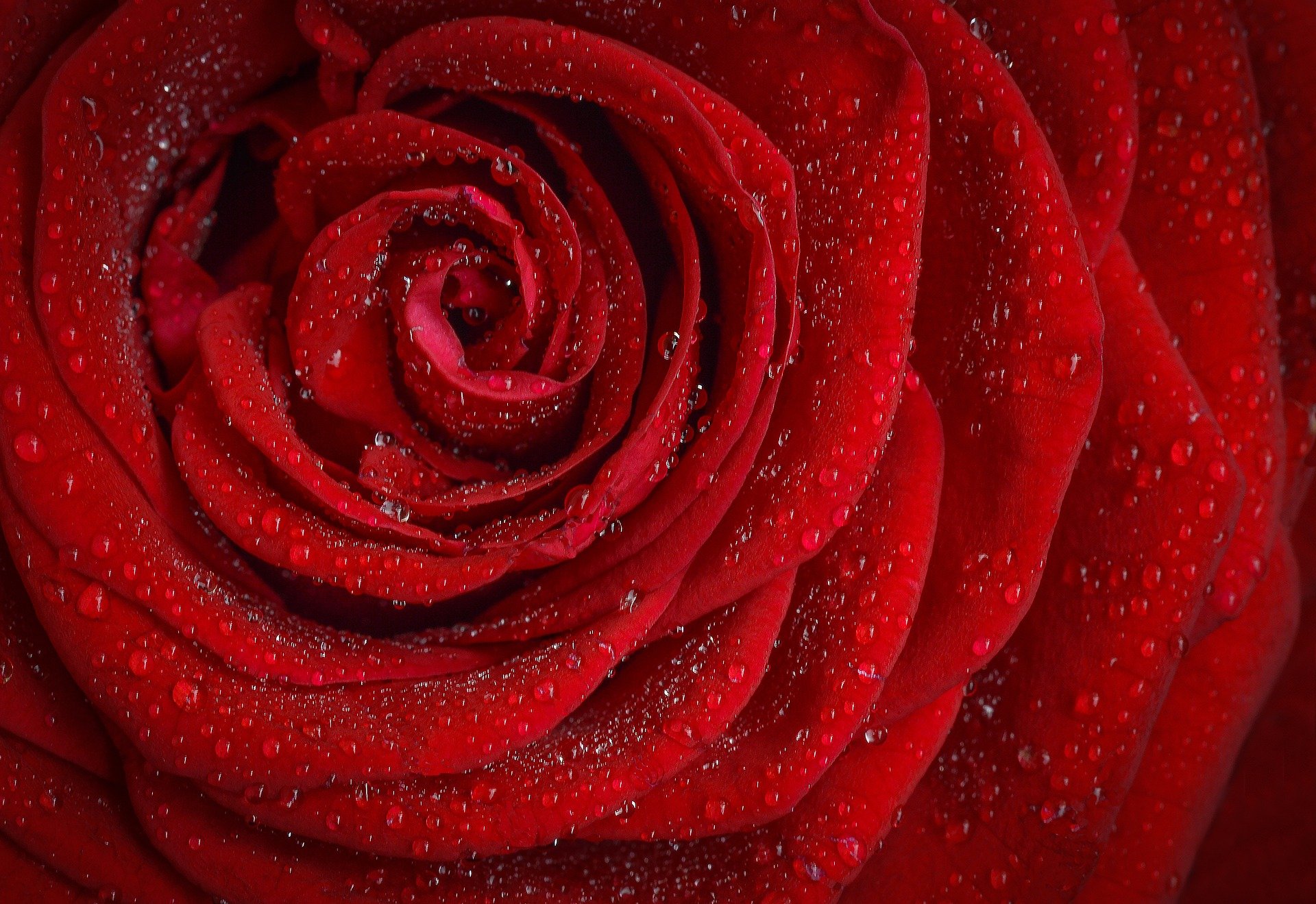 ROSE ROMANCE REED DIFFUSER กลิ่นหอมจากดอกกุหลาบมนต์สะกดความหอมจากธรรมชาติ 