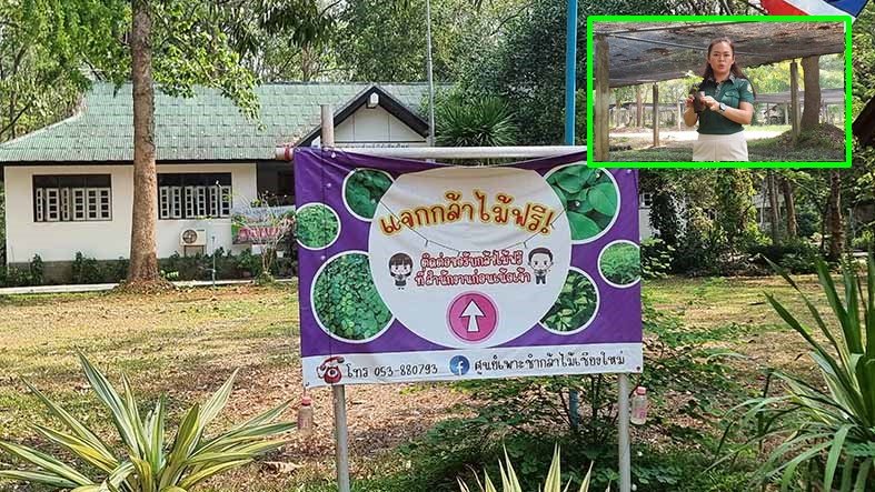 ศูนย์เพาะชำกล้าไม้เชียงใหม่ แจกกล้าไม้ฟรีทางรอดวิกฤติฝุ่นพิษPM2.5  ศูนย์เพาะชำกล้าไม้เชียงใหม่ แจกกล้าไม้ฟรีทางรอดวิกฤติฝุ่นพิษPM2.5