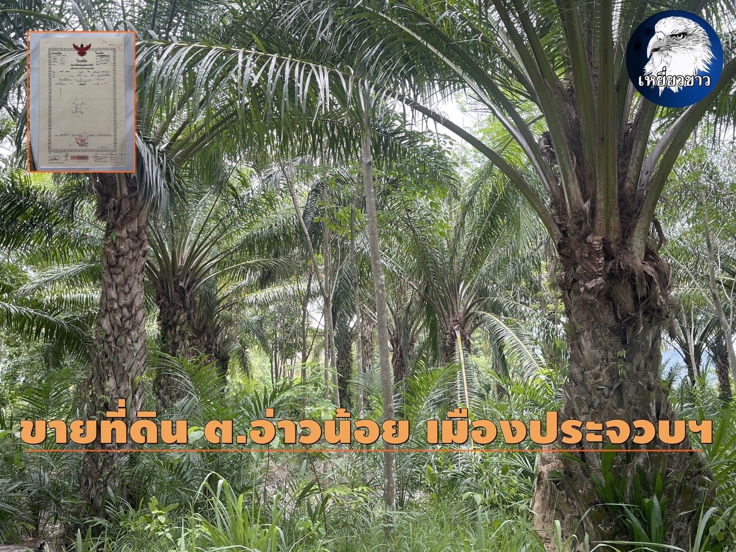 ขายที่ดินสวนปาล์ม-สวนยางพารา พิกัด ต.อ่าวน้อย กม.5 อ.เมืองประจวบฯ ขายที่ดินสวนปาล์ม-สวนยางพารา พิกัด ต.อ่าวน้อย กม.5 อ.เมืองประจวบฯ