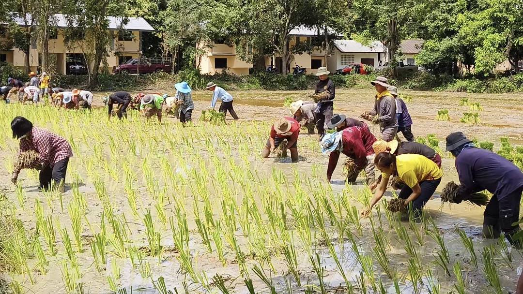 "นายอำเภอ"ลงแขกดำนาปลูกข้าว สร้างความรัก-ความสามัคคีในชุมชน "นายอำเภอ"ลงแขกดำนาปลูกข้าว สร้างความรัก-ความสามัคคีในชุมชน