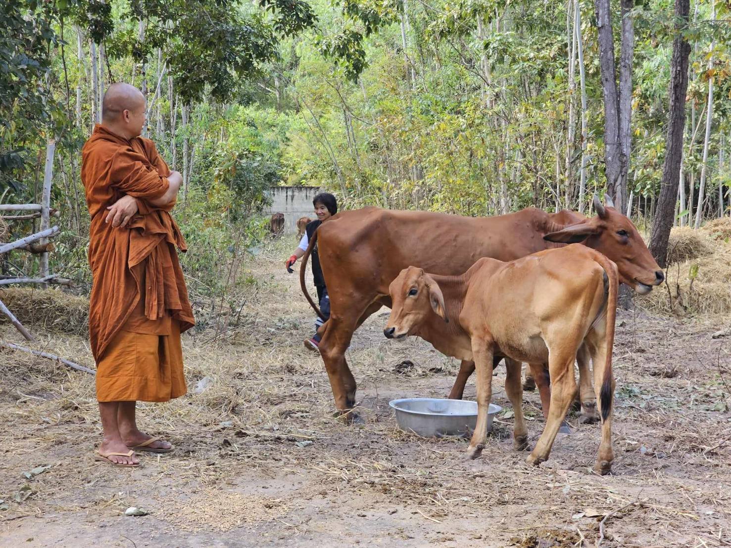 "มูลนิธิพุทธภูมิธรรม"ถวายปัจจัยวัดป่าบ้านใหม่ ไถ่ชีวิตโค-กระบือ14 ตัว 