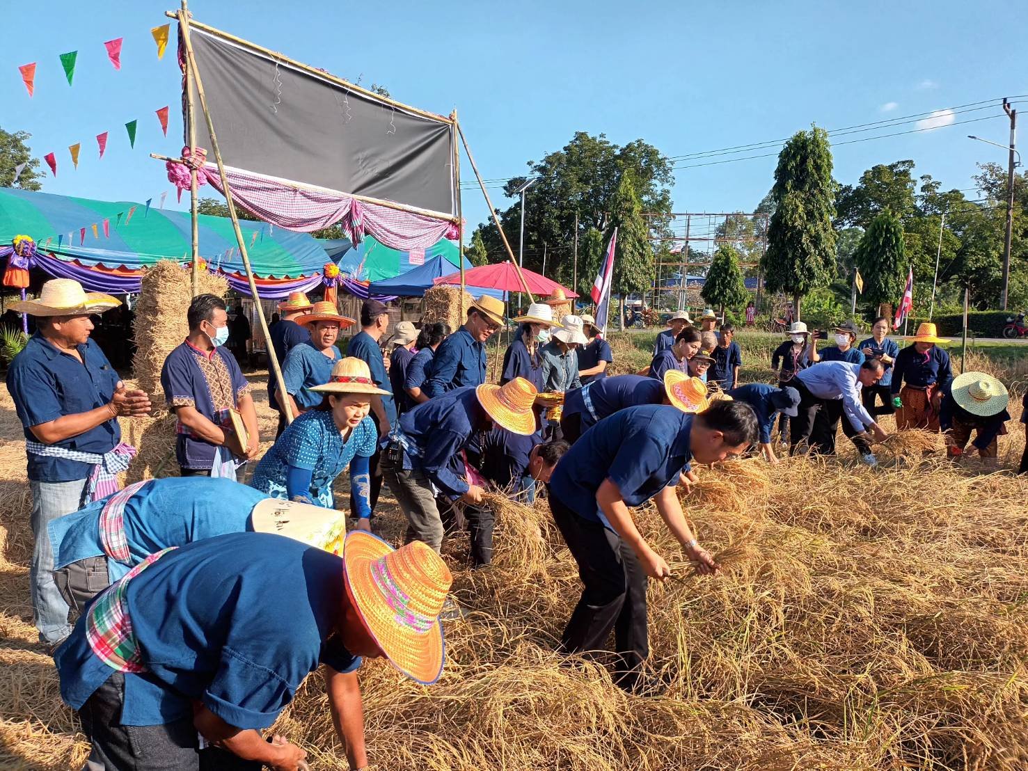 "ผู้ว่าฯนครนายก"ลงแขกเกี่ยวข้าว โครงการประเพณีลงแขกเกี่ยวข้าวประจำปี 66