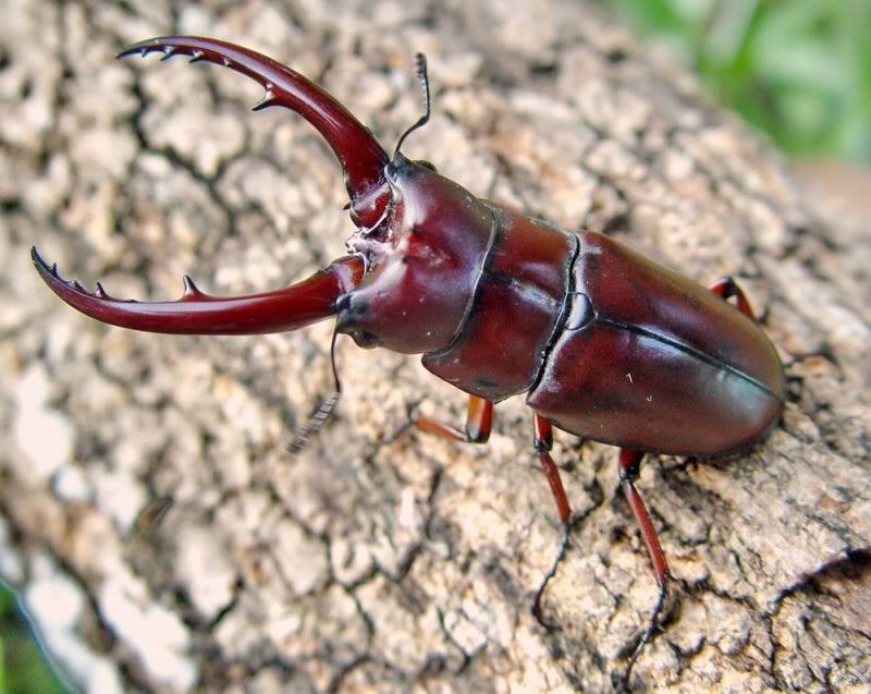 โลกสวยด้วย"มือถือ" ด้วงคีมแดงไทยแห่งดอยอินทนนท์ โลกสวยด้วย"มือถือ" ด้วงคีมแดงไทยแห่งดอยอินทนนท์