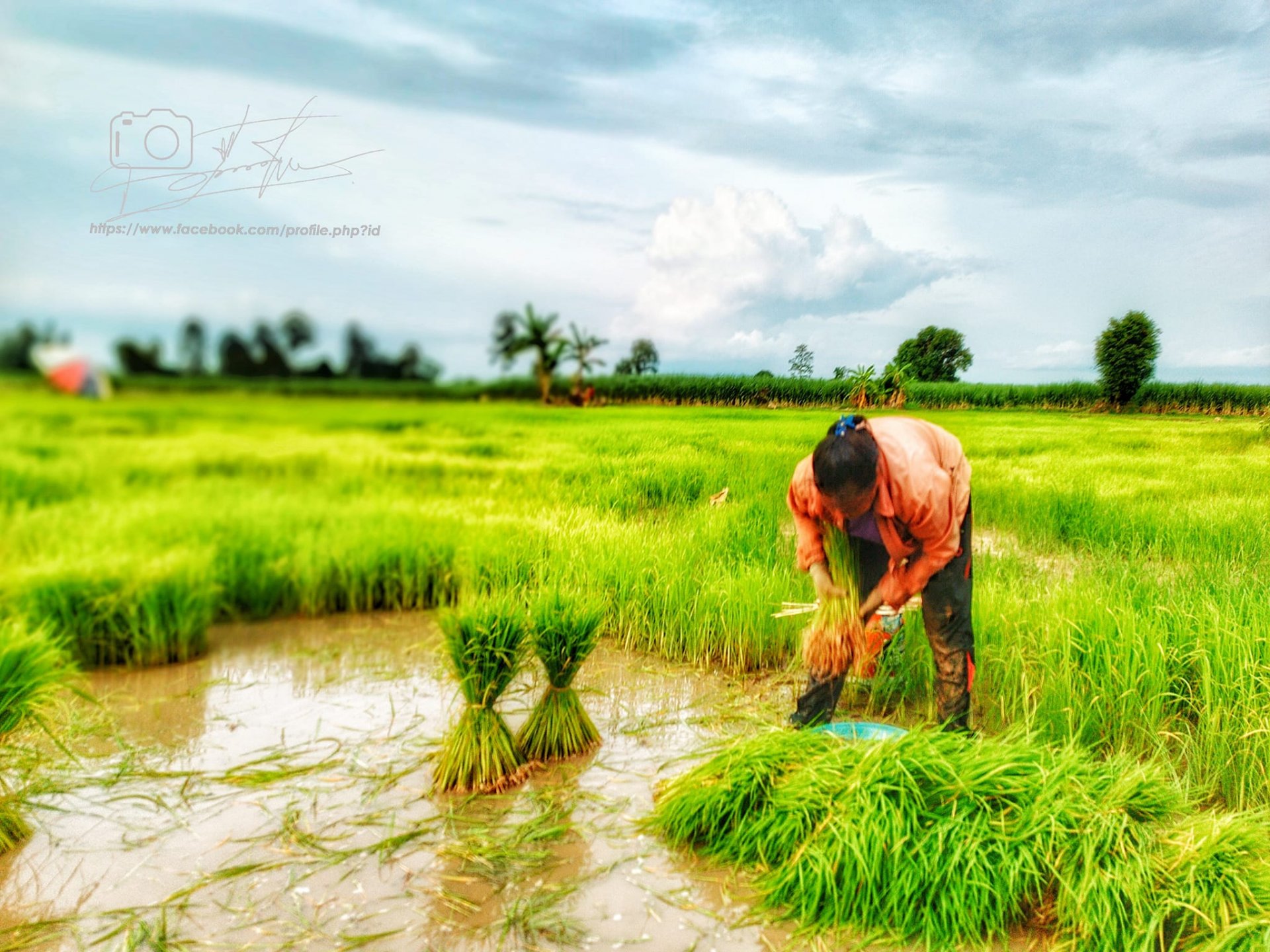 โลกสวยด้วย"มือถือ" ชาวนาไทยกับวิถีชีวิต"หลังสู้ฟ้า...หน้าสู้ดิน" โลกสวยด้วย"มือถือ" ชาวนาไทยกับวิถีชีวิต"หลังสู้ฟ้า...หน้าสู้ดิน"